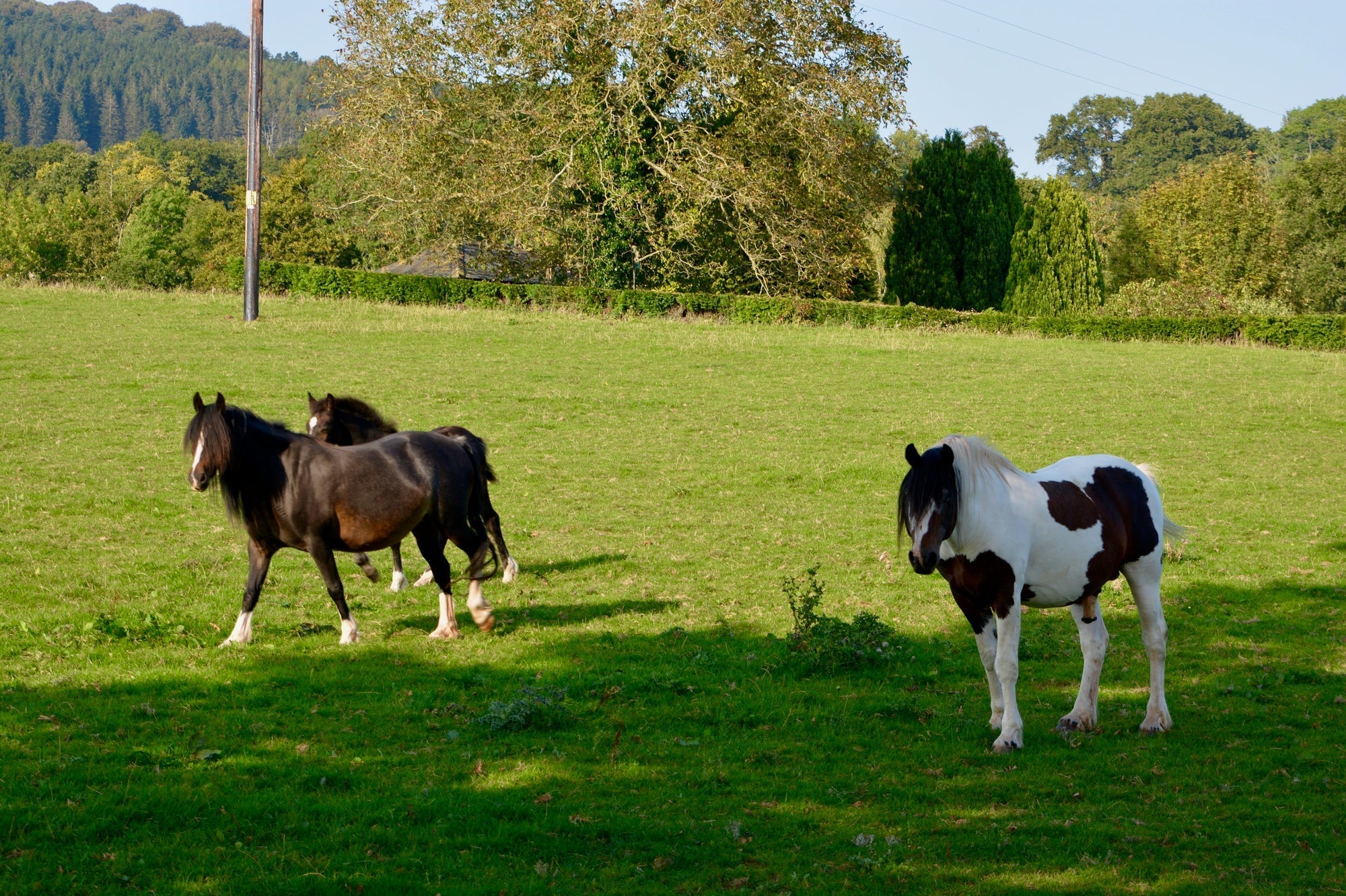 Die Bedeutung von Wasser und Schatten auf der Weide