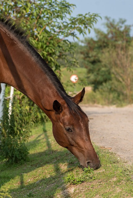 Die wichtigsten Giftpflanzen auf einen Blick - so schützt du dein Pferd