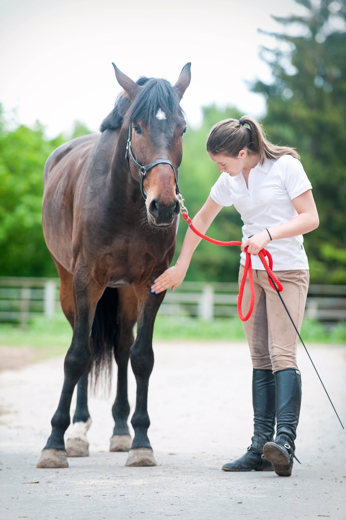 Doppellonge: Effektives und pferdegerechtes Training