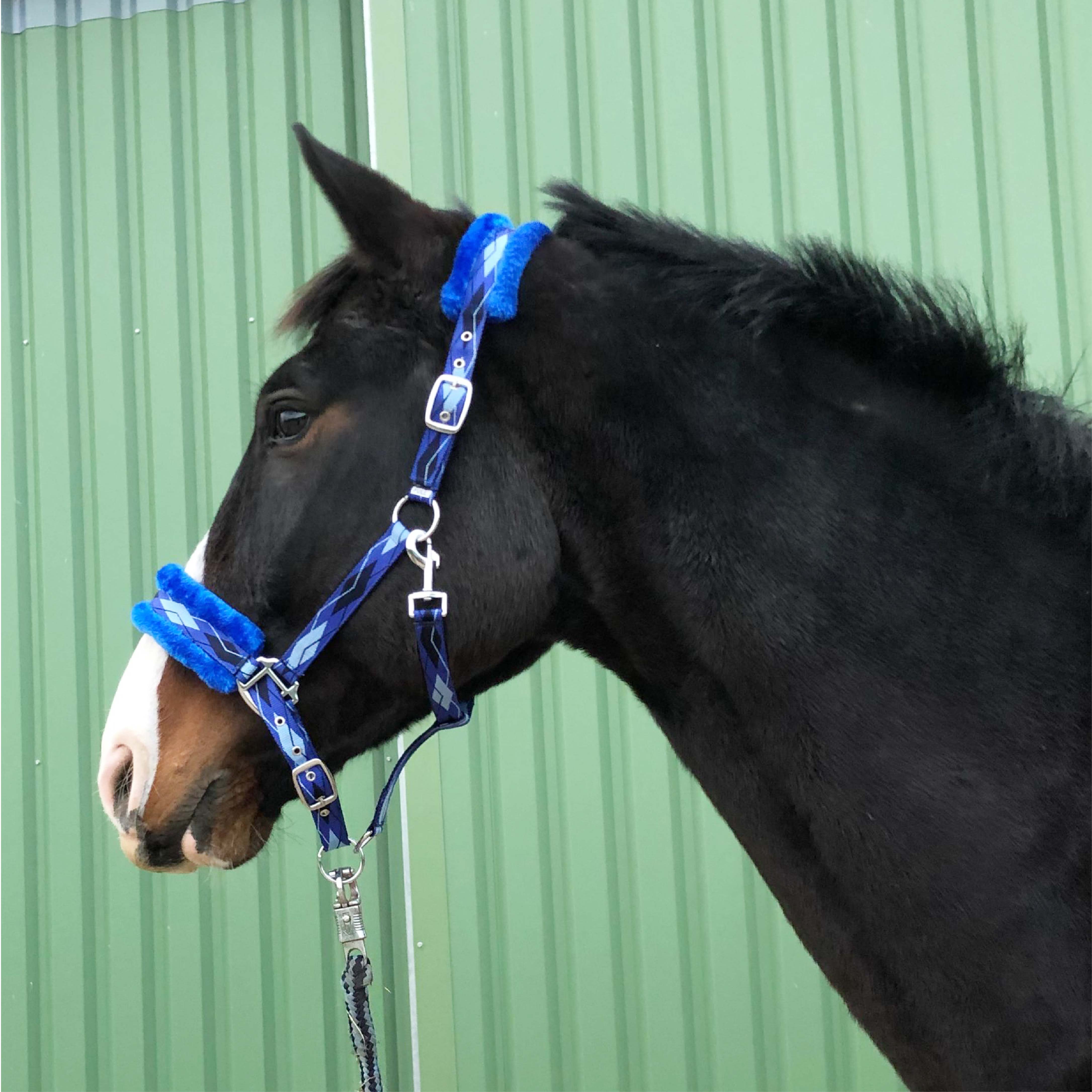 Materialguide: Was macht ein gutes Halfter aus?