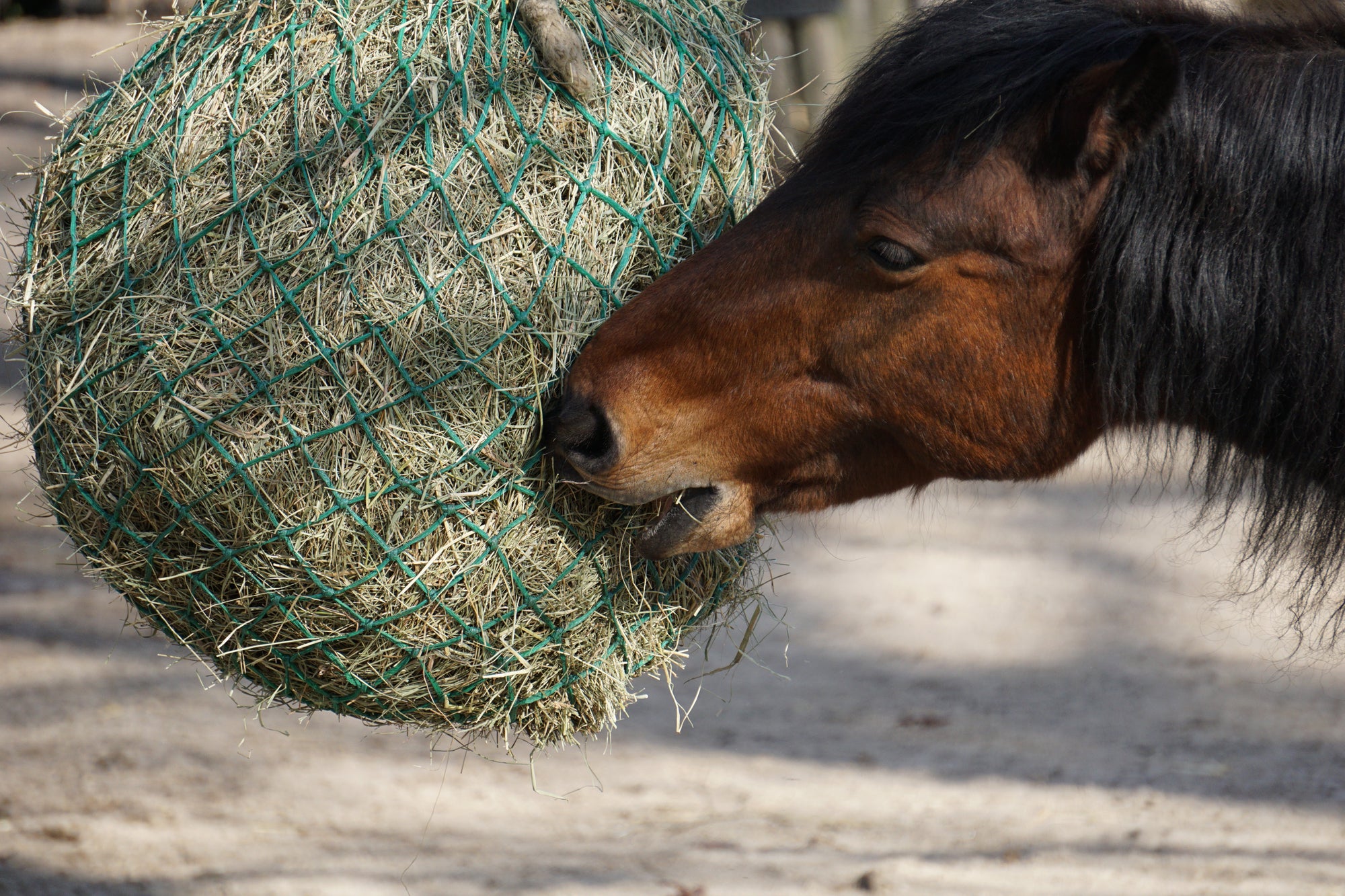 Heunetze: Warum sie ein Muss für dein Pferd sind