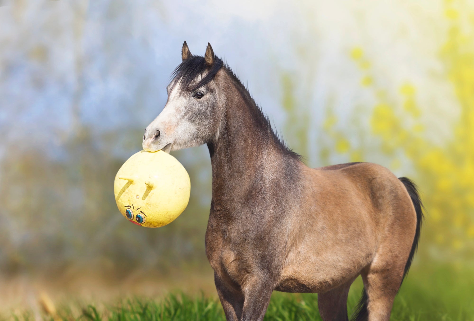 Pferde artgerecht beschäftigen – So unterstützt du ihren natürlichen Spieltrieb mit Pferdespielzeug
