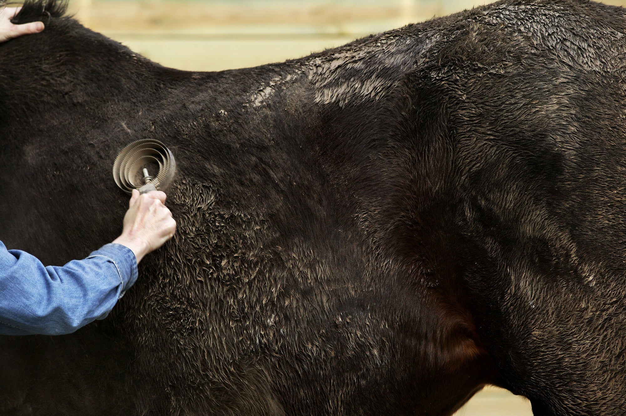 Wann beginnt der Fellwechsel beim Pferd? – So unterstützt du deinen Liebling optimal