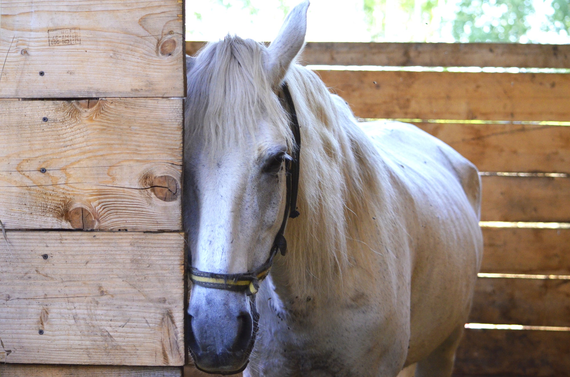 Schmerzen beim Pferd – So erkennst du, ob dein Pferd Schmerzen hat