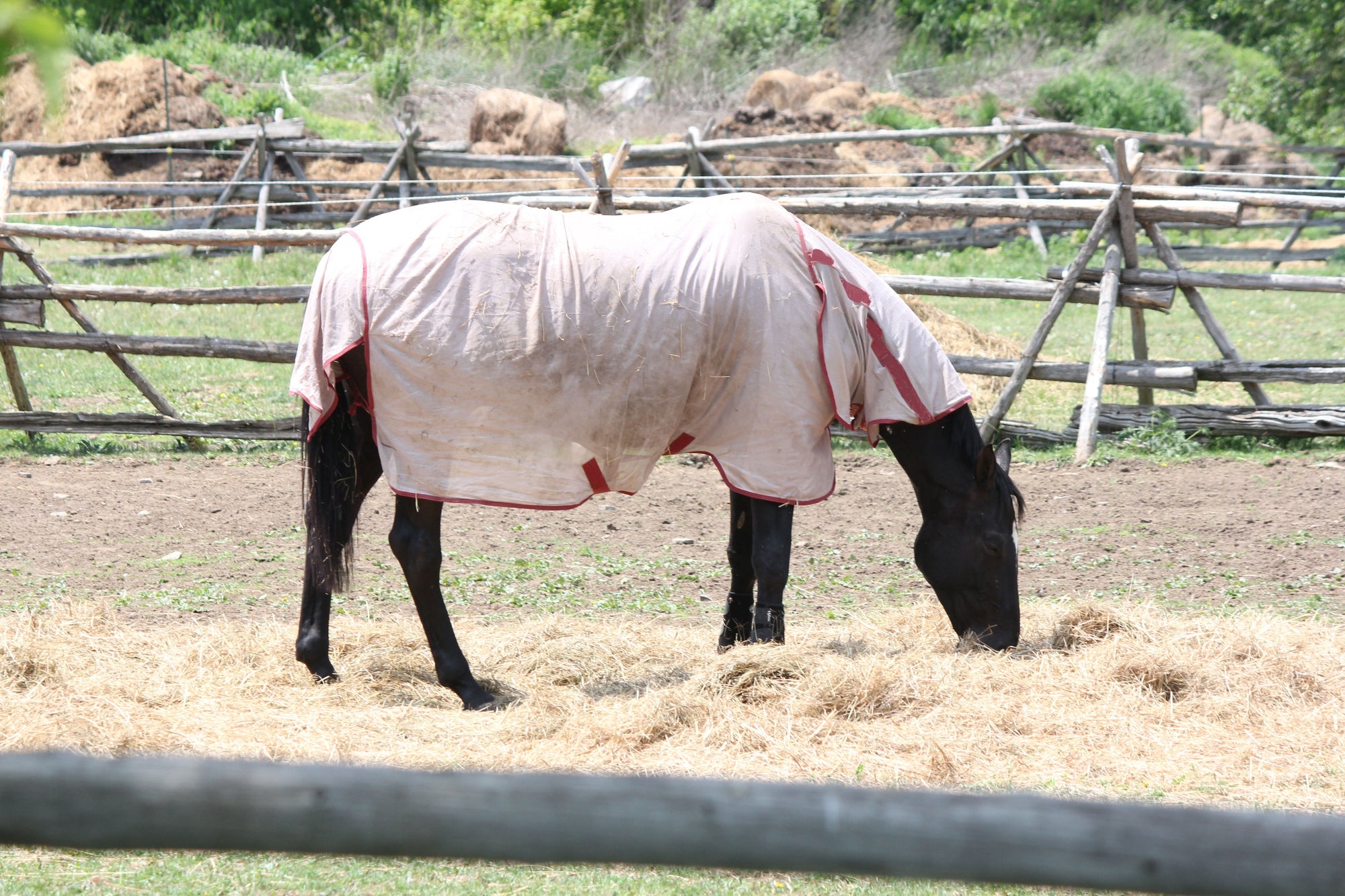 Pferdedecken im Sommer – sinnvoll oder überflüssig?