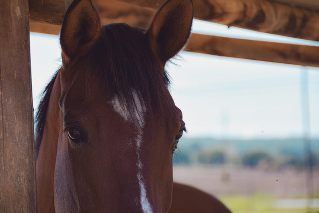 Sommerhitze: So hilfst du deinem Pferd gut durch die heißen Tage