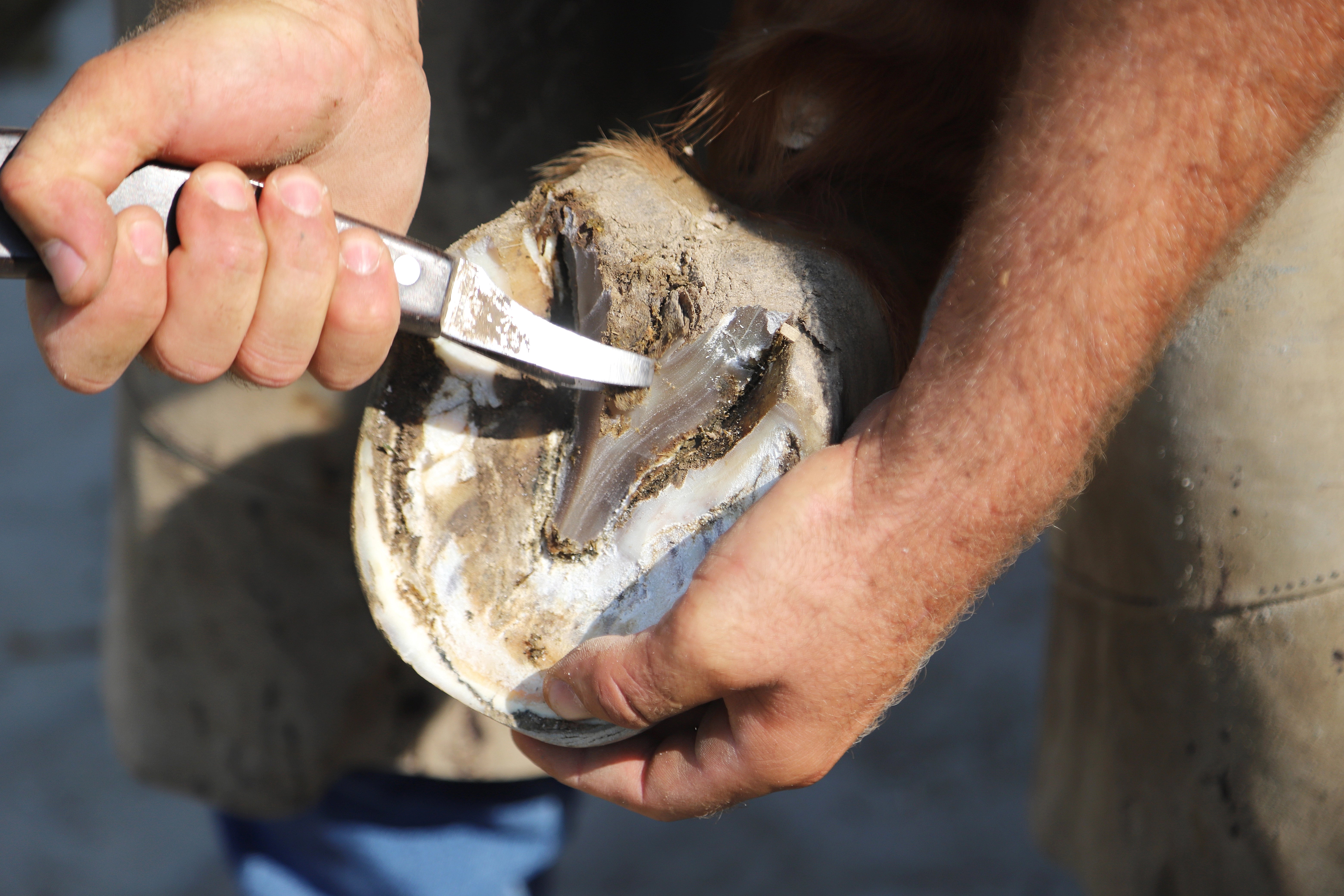 Sommerhufe: Wie Hitze, Trockenheit und harte Böden die Hufe beeinflussen