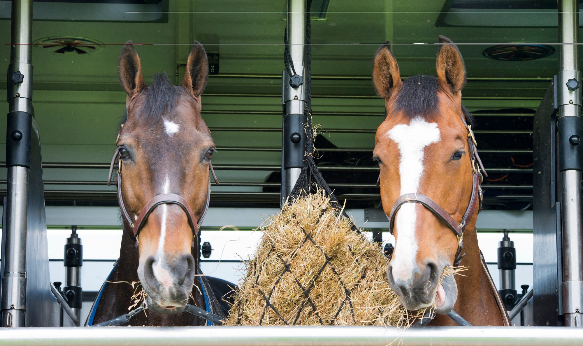 Pferde Transport im Sommer: Hitzeschutz im Pferdeanhänger