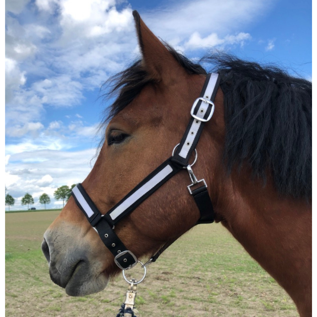 Halter für Pferde online kaufen - Hogsta Ridsport Halter für Pferde online kaufen - Hogsta Ridsport