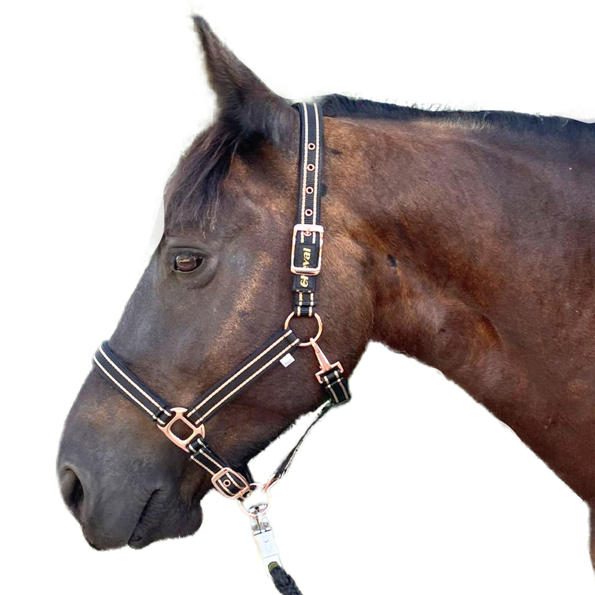 Halfter für Pferde mit Glitzer in rosegold